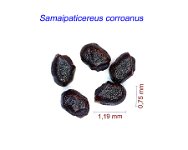 Samaipaticereus corroanus.jpg